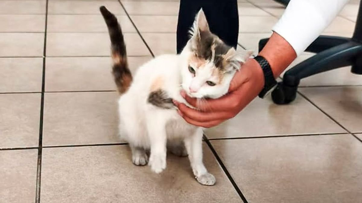 ¿Lo reconoces? Gatito llega a caseta de Policía Morelia y buscan a su familia
