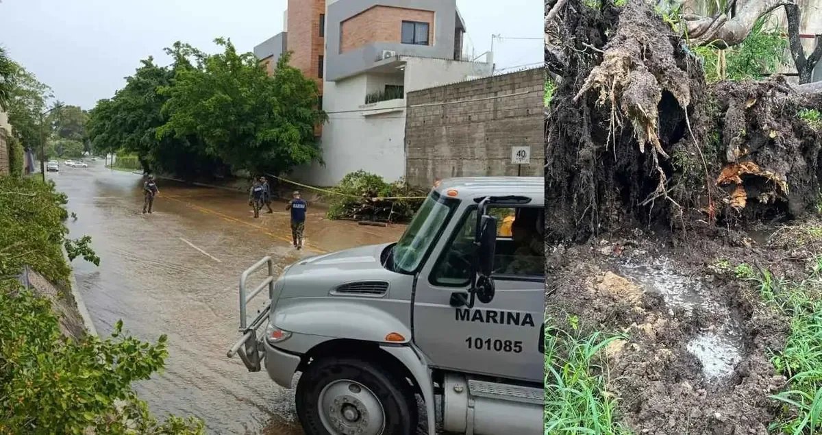 Árboles caídos y daños en viviendas por lluvias en Tampico