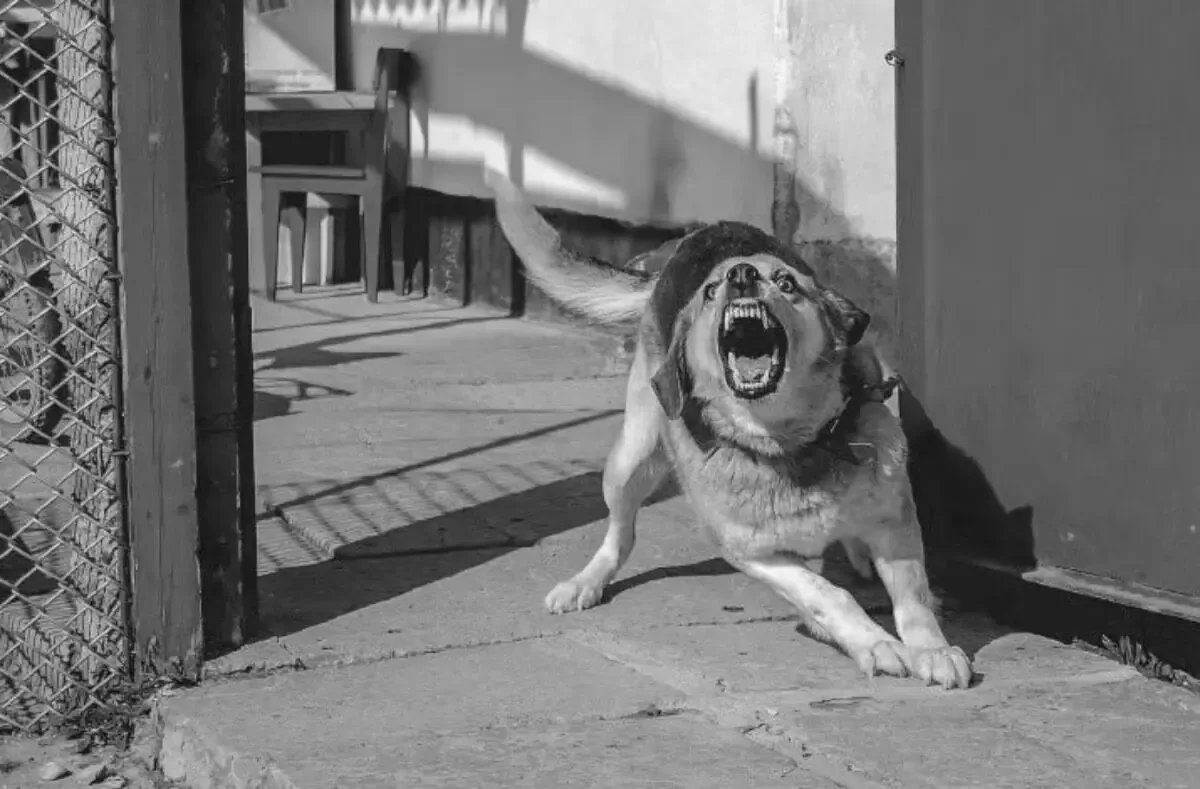 Jauría de perros ataca a niña de 11 años en La Rueda