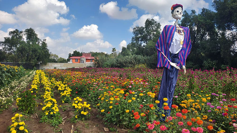 Mano de león, zinnia y cempasúchil: las flores de Guanajuato
