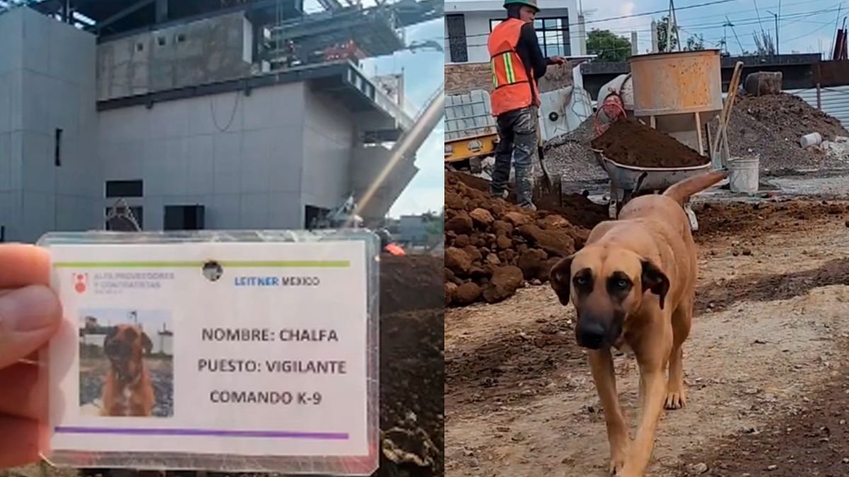 ¿Lo contratarías? Conoce a Chalfa, el perrito "vigilante" del Teleférico de Morelia