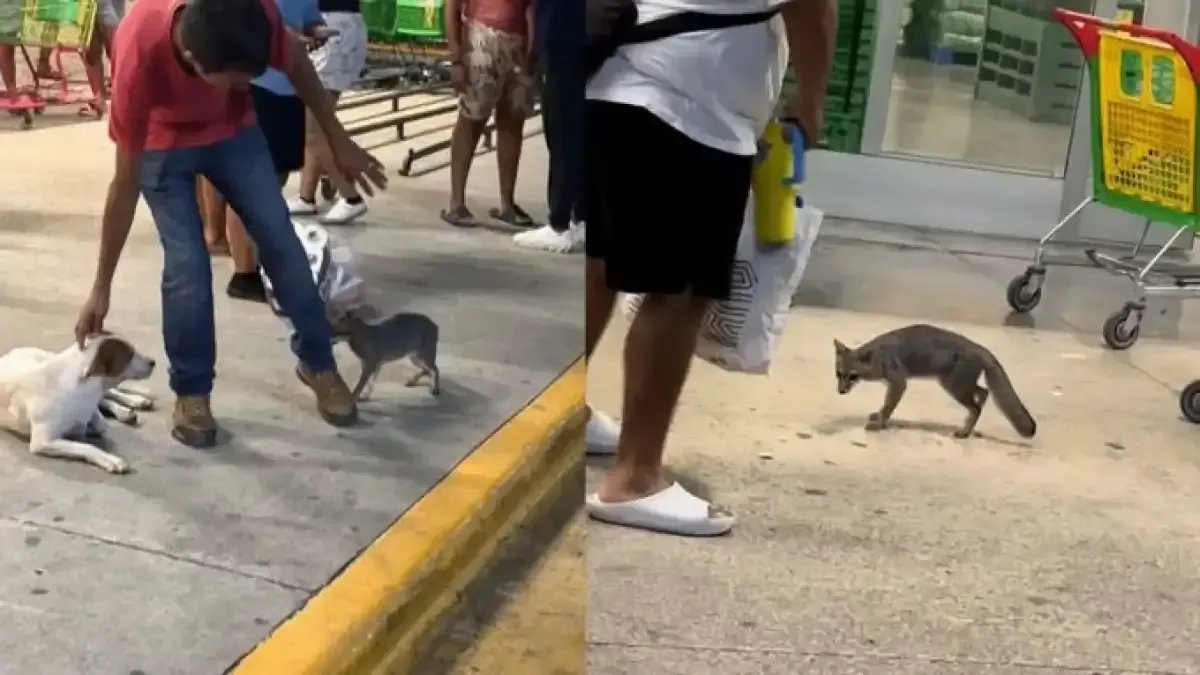 Capturan zorra gris en Cancún; se confirma caso de rabia