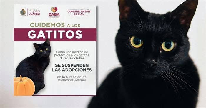 Se suspenden adopciones de gatos en México durante octubre ante riesgo de que sean utilizados en presuntos sacrificios o actos de crueldad r