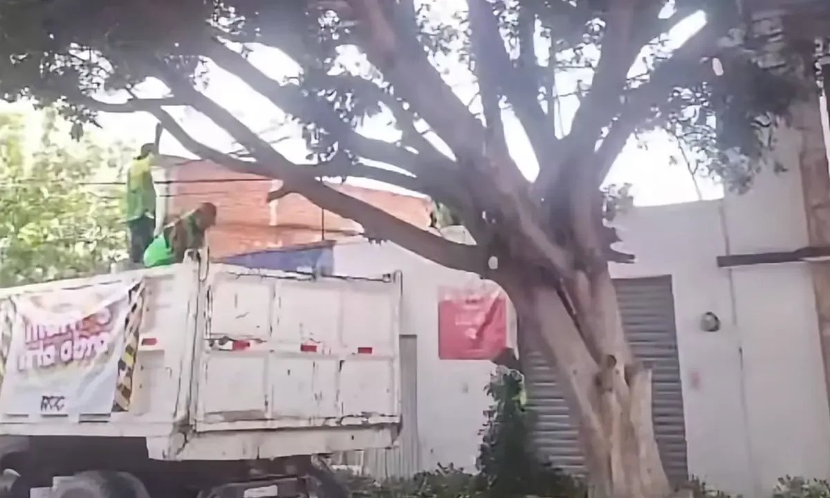 Poda de árbol sin permiso en San Luis Potosí provoca sanciones legales