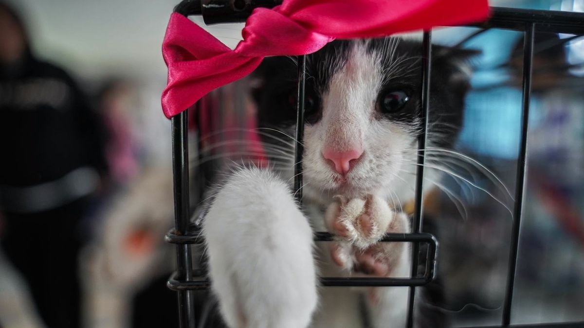 ¡Los lomitos tendrán que esperar! Cancelan jornada de adopción en Morelia por lluvias