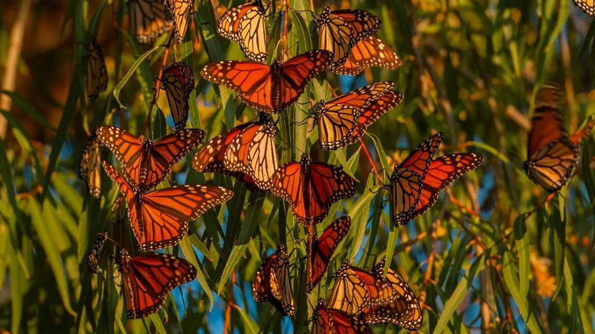 Mariposa monarca en Coahuila: así es su recorrido desde Canadá hasta México