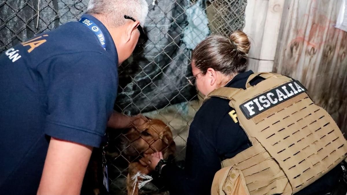 Rescatan a perrito abandonado en una casa en Morelia