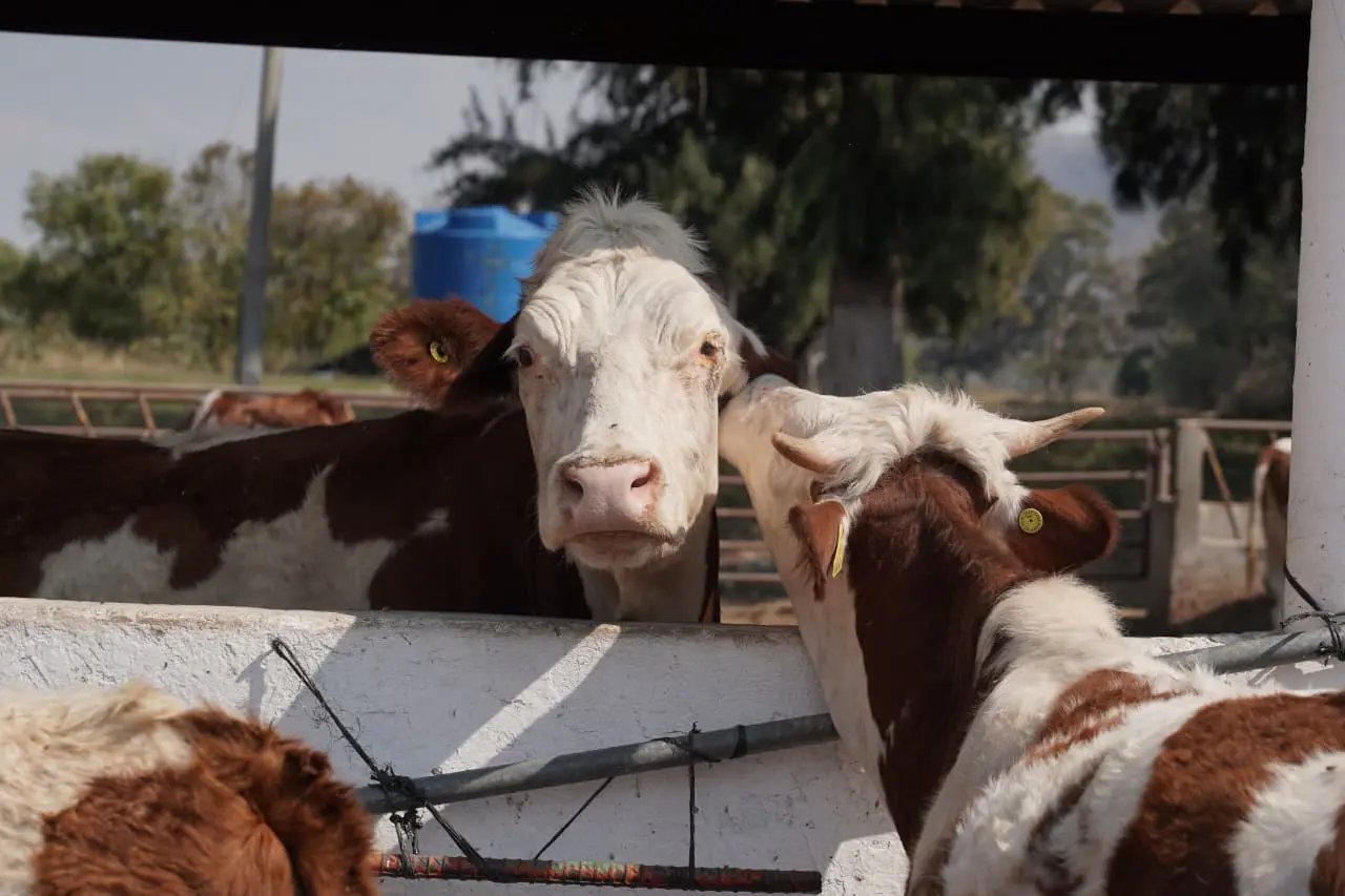 Alistan brigadas para frenar el Gusano Barrenador en Morelia con medicamentos