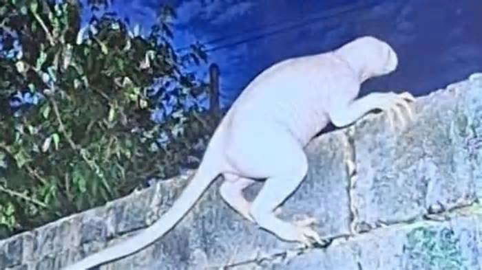 ¿Alien o nahual? Captan extraña criatura humanoide en Ciudad Juárez tras reportes de ataques en la zona | VIDEO