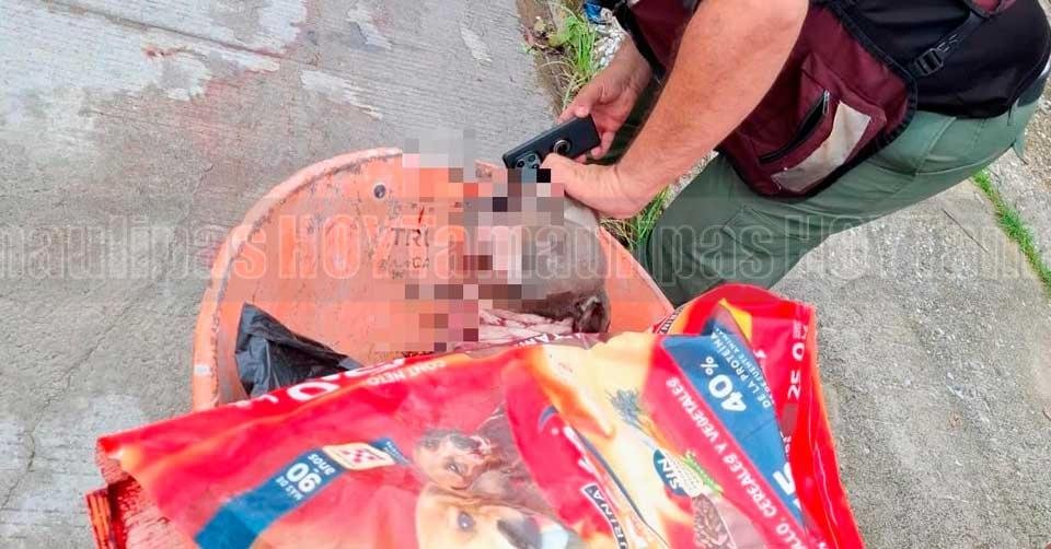 Investigan a mujer por matar de 10 puñaladas a pitbull en Tampico