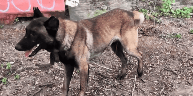 Rescatan a dos caninos por crueldad animal en Guadalajara