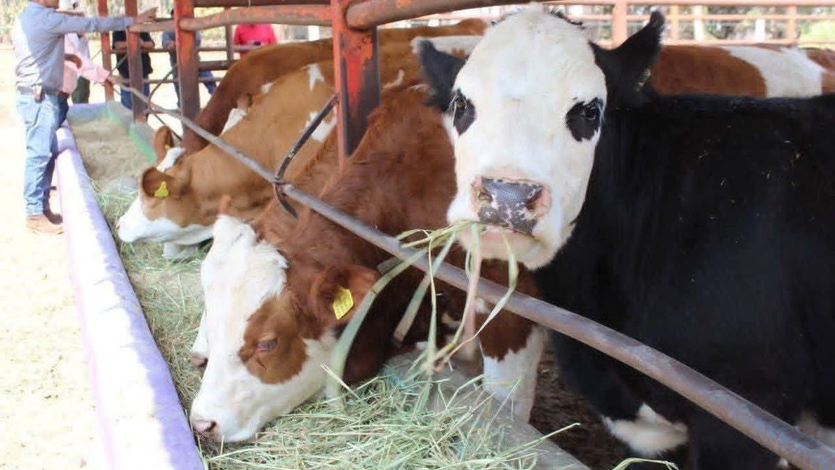 Morelia suma 58 casos sospechosos de gusano barrenador; esperan confirmación de Senasica