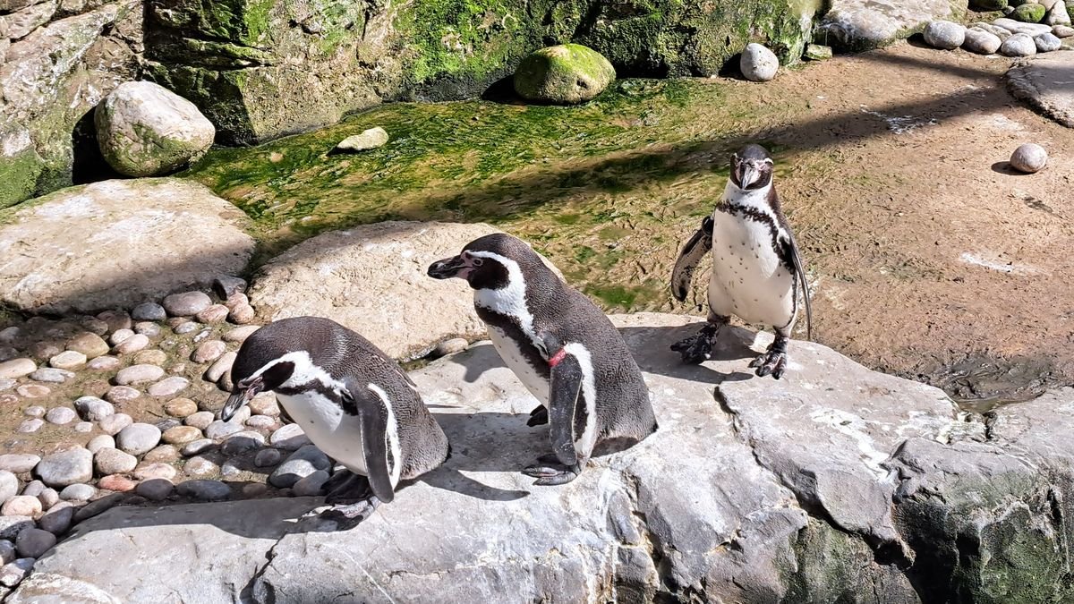 Pingüinos Humboldt podrían llegar al Zoológico de Morelia en 2027