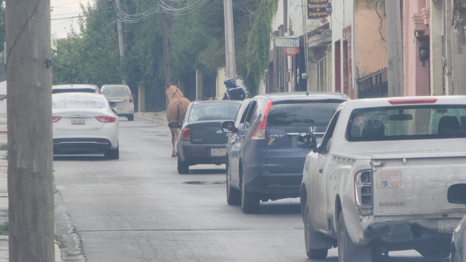 Captan a yegua y potrillo entre autos en el centro de Saltillo