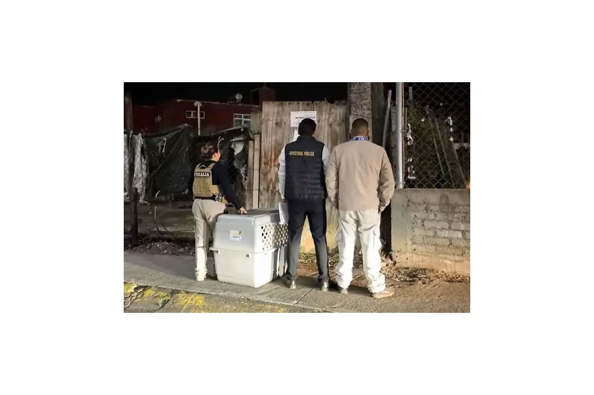 Rescatan perro abandonado durante cateo en Morelia