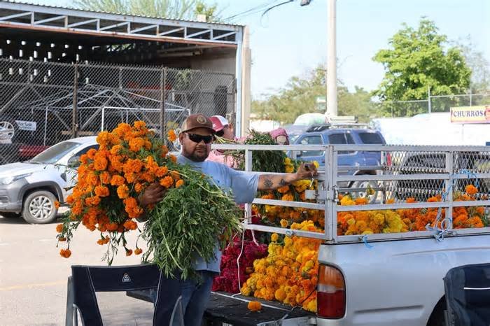 El ramo de cempasúchil mantiene su precio de 80 pesos para Día de Muertos en Hermosillo, pese a las lluvias que afectaron parte de los culti
