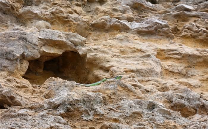 Culpan a iguanas por erosión del cerro de Andonegui en Tampico