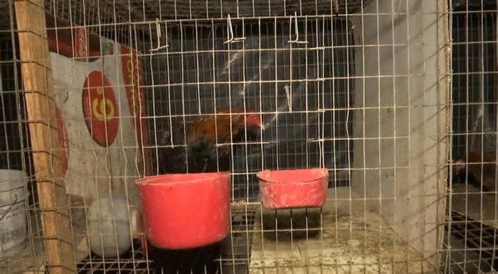Criadero de gallos en taller de la colonia La Cieneguita, Saltillo desata molestia entre vecinos