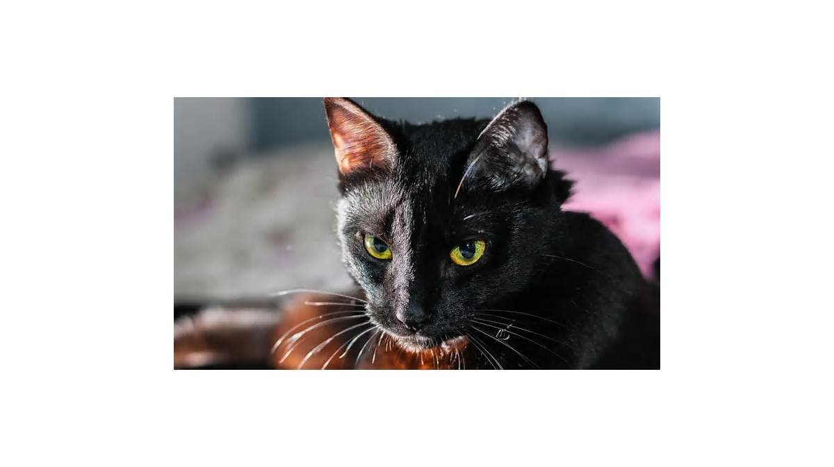 Alertan posible robo de gatos negros para rituales celebrados en Halloween en Tijuana