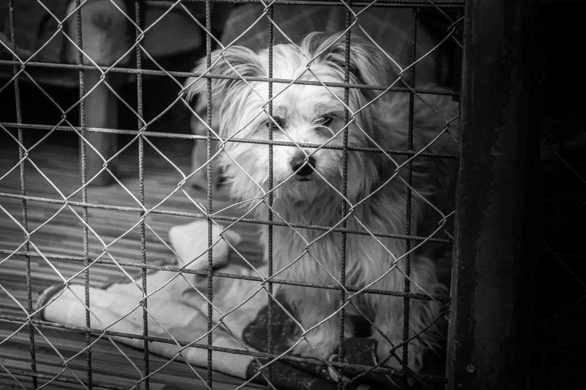 Rescatan perro desnutrido tras denuncia en Morelia; alcalde interviene