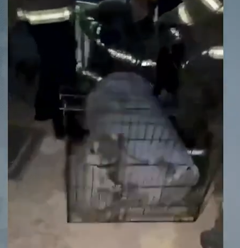Emiten alerta por mapache en colonia de Ciudad Juárez