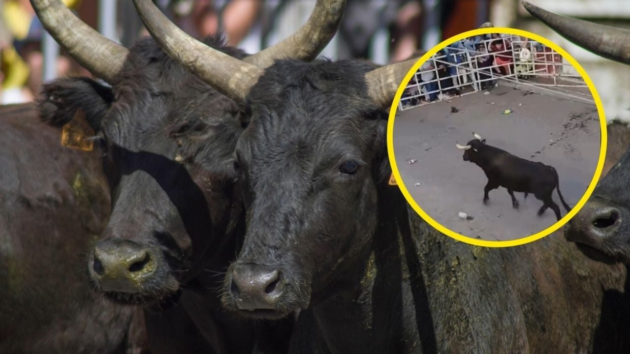Hombre muere tras recibir grave cornada durante encierro de toros en Tarimoro, Guanajuato