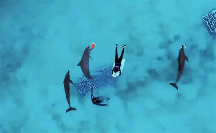Muere delfín Mincho en Dolphin Connection Cancún, presuntamente por un tumor maligno; Profepa pide necropsia