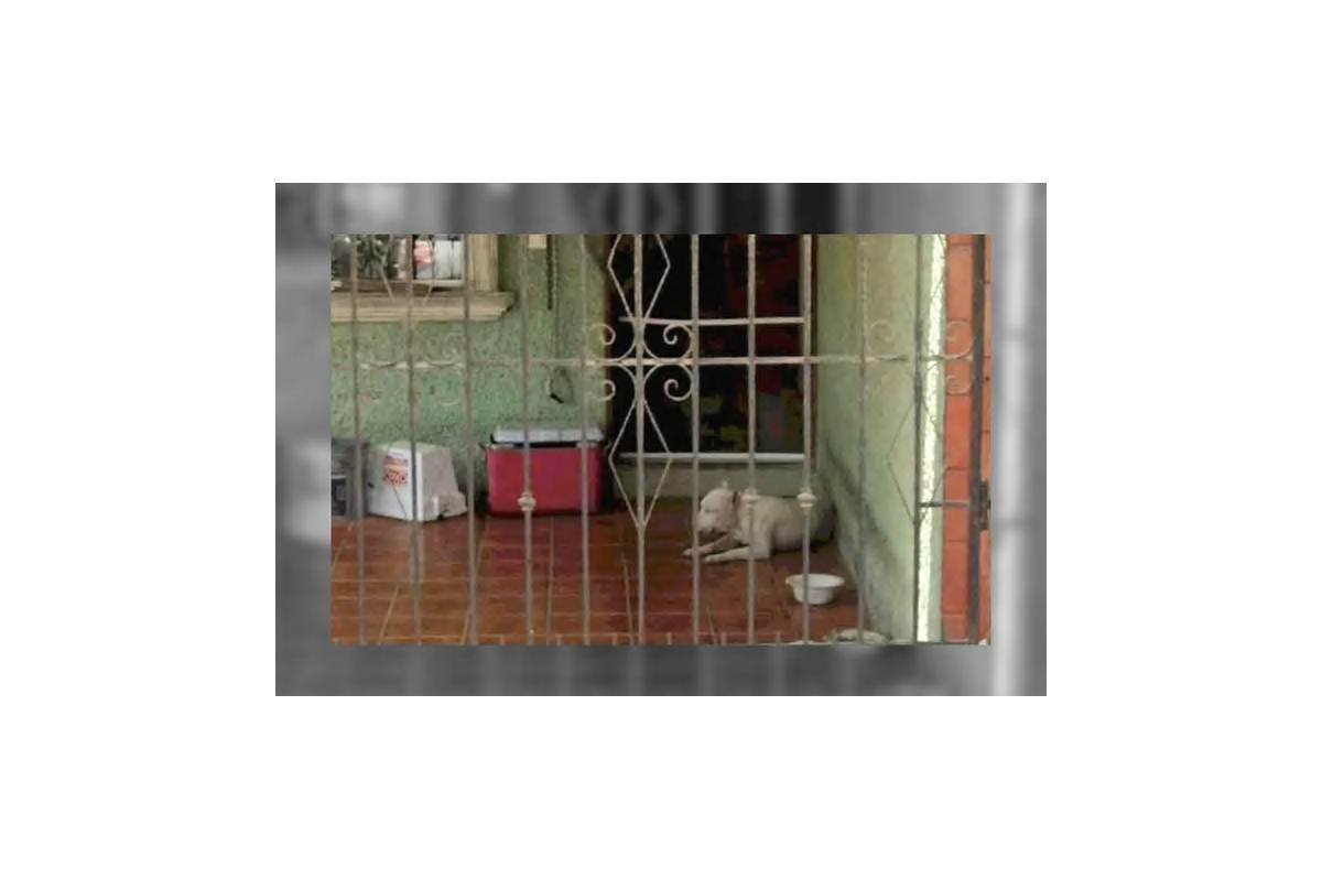 PERRITO ES RESCATADO EN TAMPICO TRAS HOMICIDIO DE SU DUEÑO