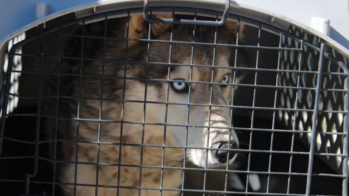 Rescatan a una husky desnutrida durante un cateo en Villa Magna, en Morelia