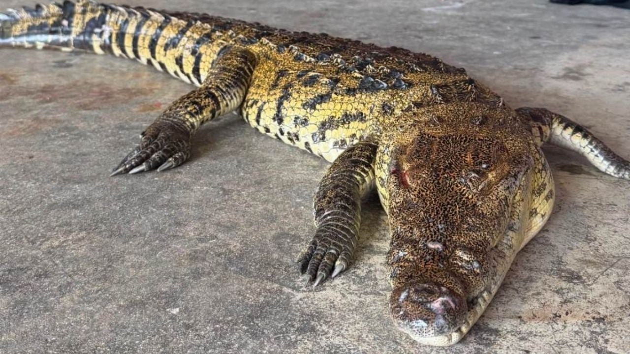 Muere un cocodrilo en Tamaulipas tras ser atropellado