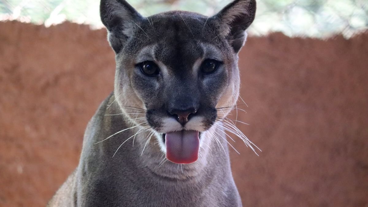 Nuevo albergue para pumas del Zoológico de Morelia estará listo en un mes
