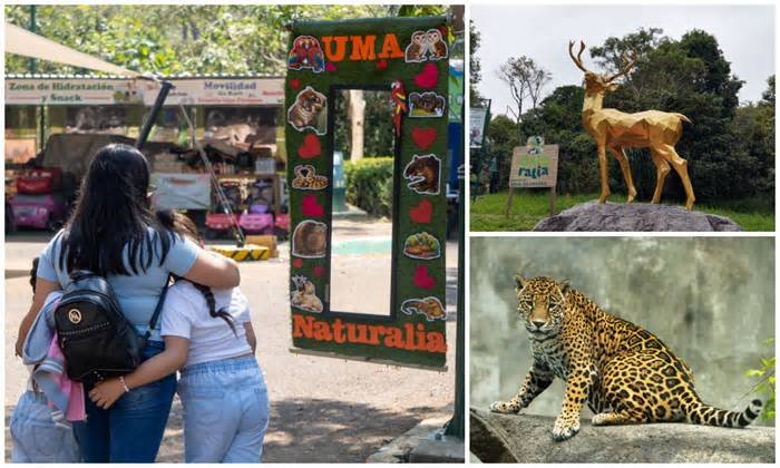 Participa Sedema en recorrido temático en el Aquarium del Puerto de Veracruz.