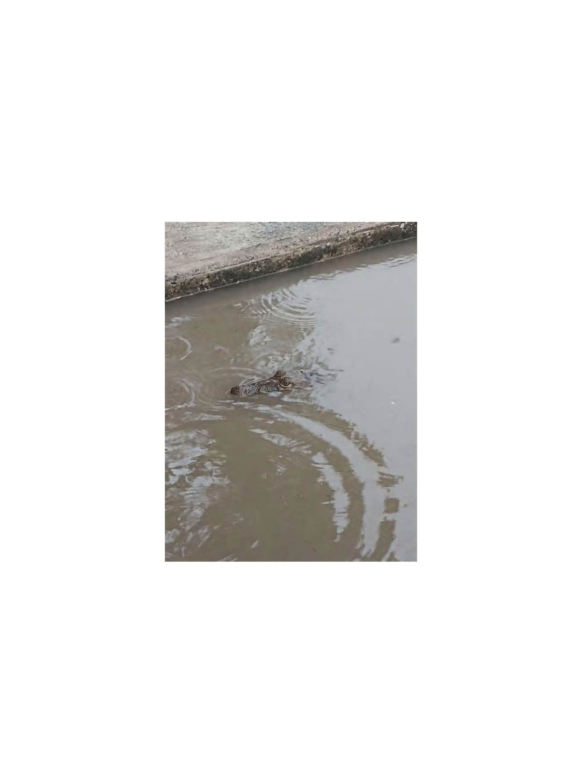 Cocodrilos avistados en calles de Ciudad Madero por inundaciones