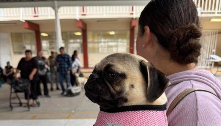 ¿Tienes mascotas? Llevarán esterilizaciones gratuitas a estas colonias de Ciudad Juárez