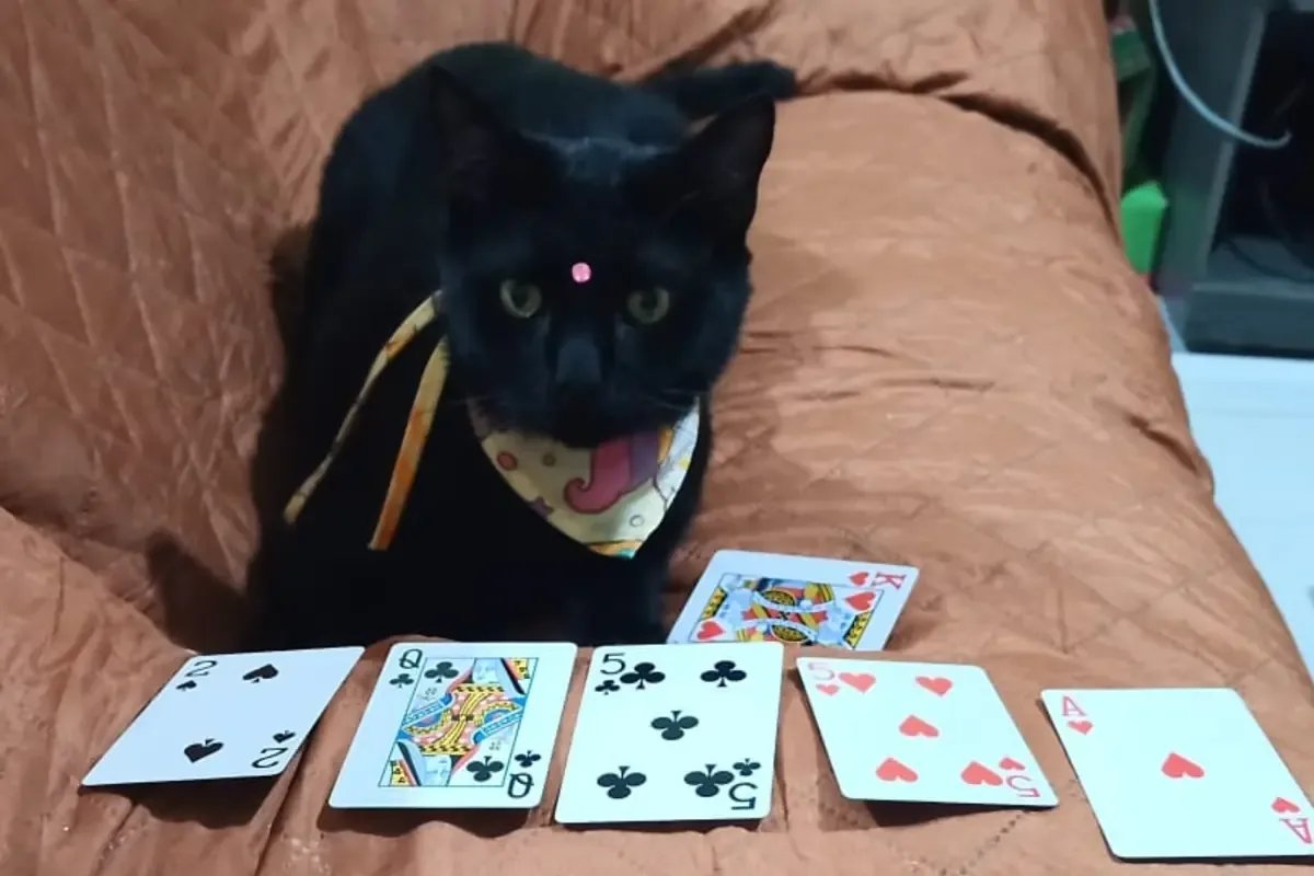 Superstición limita adopción de gatos negros en Morelia