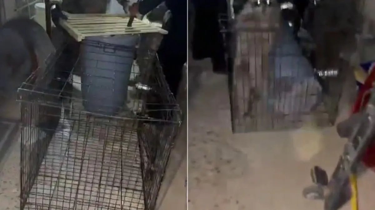 Mapache escapa durante operativo de Bomberos en Ciudad Juárez